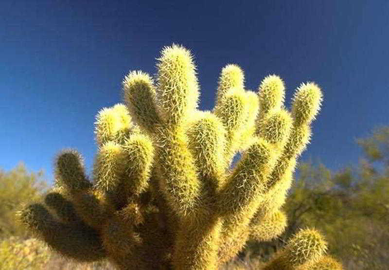 Sonesta Es Suites Phoenix Goodyear Exteriér fotografie